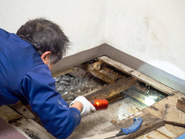 Best Commercial Mold Removal  in Sonora, CA