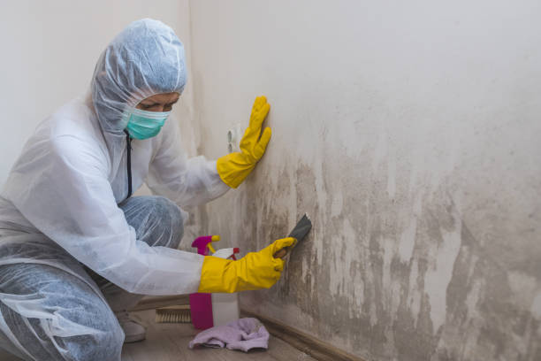 Best Office Mold Removal Services  in Sonora, CA