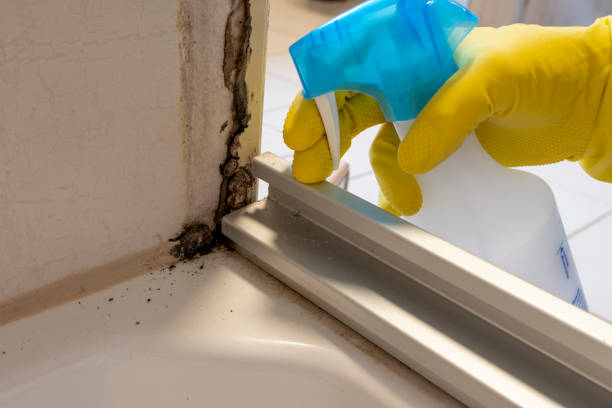 Best Certified Mold Removal  in Sonora, CA