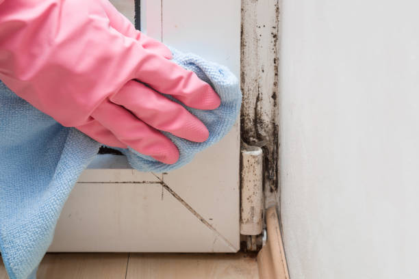 Best Local Mold Removal Service  in Sonora, CA