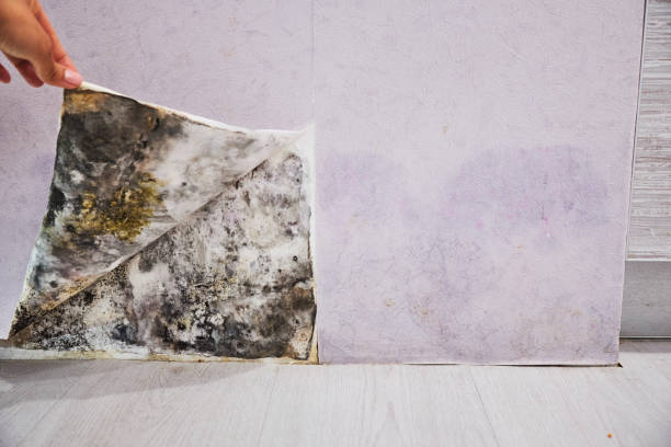 Best Mold Damage Repair  in Sonora, CA